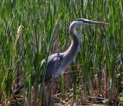2016 06 11 WildLife MPLS 137